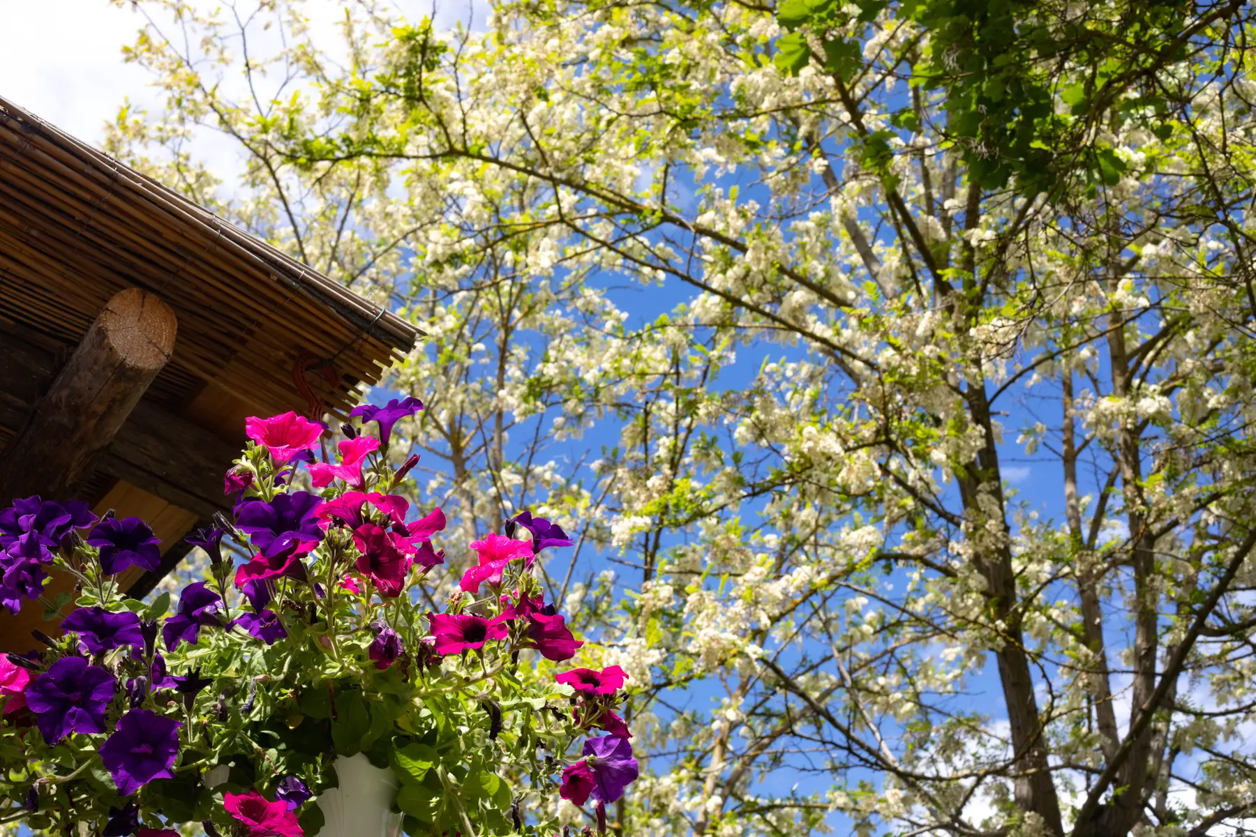 Fioritura in giardino